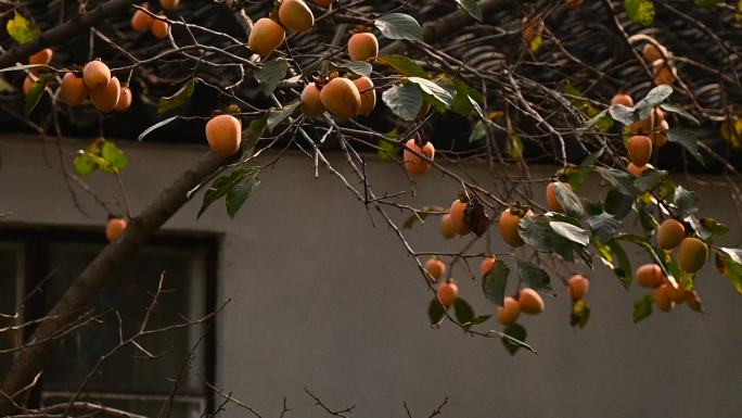 苏州道前街柿子树