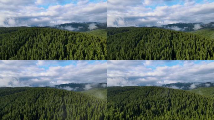 松林雾无人机飞行通过运动哈兹