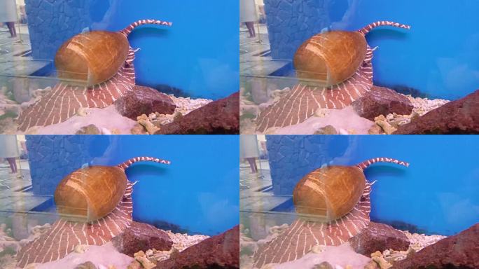 在越南芽庄市海洋研究所的水族箱底部爬行的贝勒壳(巨型蜗牛或印度蜗壳)。