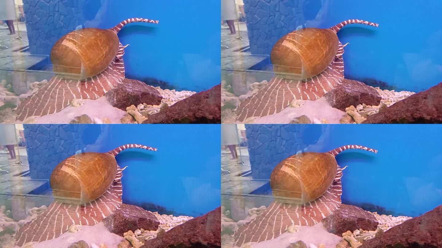 在越南芽庄市海洋研究所的水族箱底部爬行的贝勒壳(巨型蜗牛或印度蜗壳)。