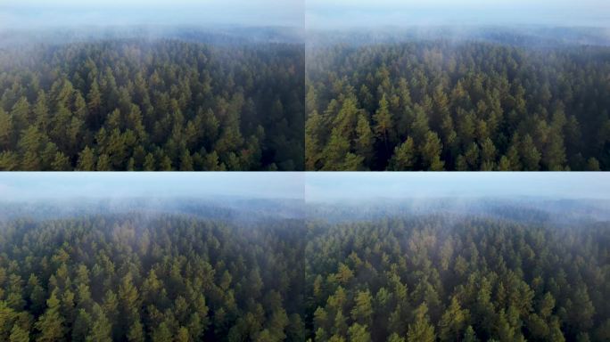 大雾中的高松，美妙的清晨日出自然景观。在雾蒙蒙的早晨森林飞行的日出鸟瞰图。飞过雾蒙蒙的青松。史诗般的