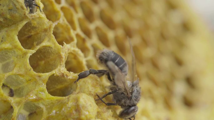 4k自然蜜蜂巢穴哺育、蜜蜂出生调