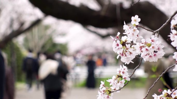 东京，日本:千鸟町地区的樱花。