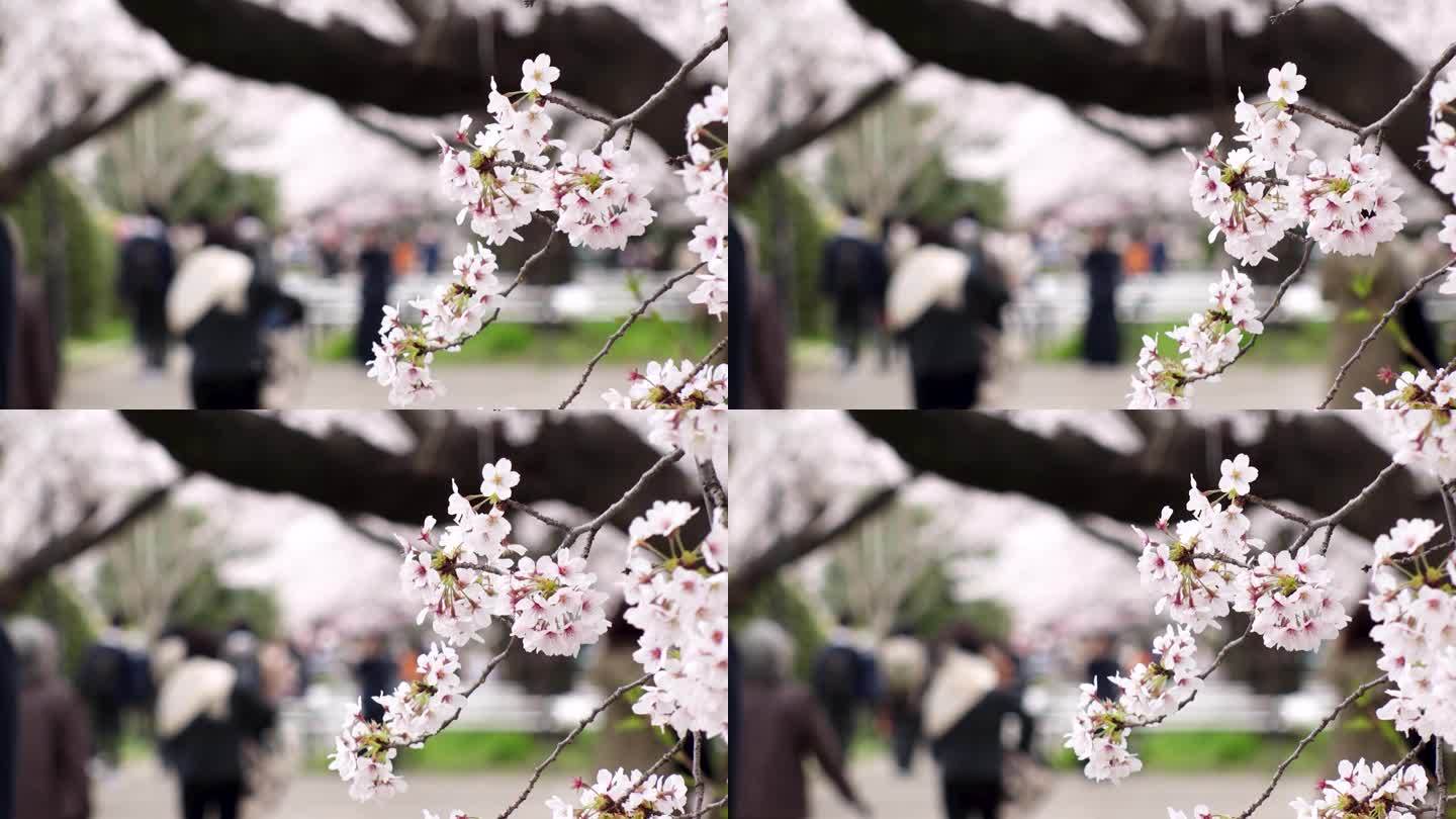 东京，日本:千鸟町地区的樱花。