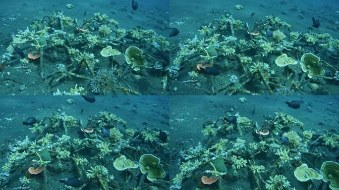 鱼类游泳珊瑚礁恢复，再生珊瑚，重建珊瑚礁在巴厘岛，图兰本