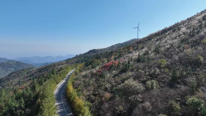 浙江会稽山东白山秋天道路高山草甸芦花白色