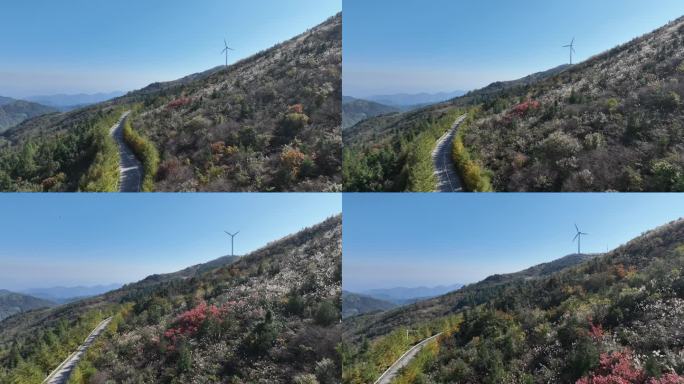 浙江会稽山东白山秋天道路高山草甸芦花白色