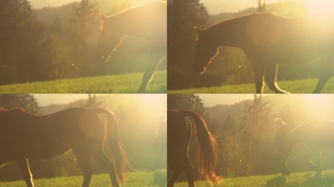 景深，镜头光晕:棕色母马和带鞍的种马在金色的光线下来到草地上
