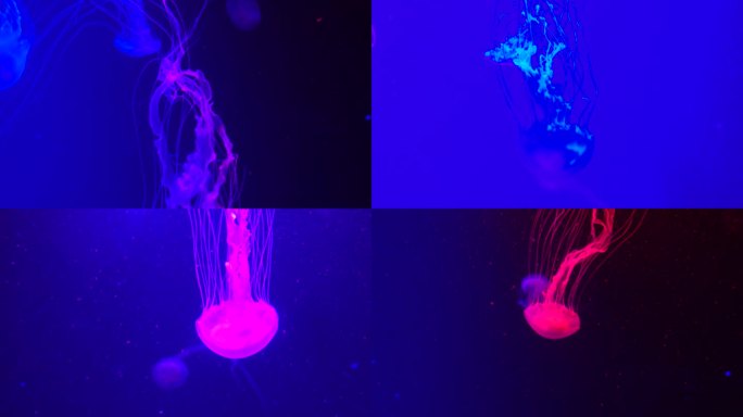 一群荧光水母在水族池中游泳。透明水母水下镜头，一只发光的水母在水中移动。