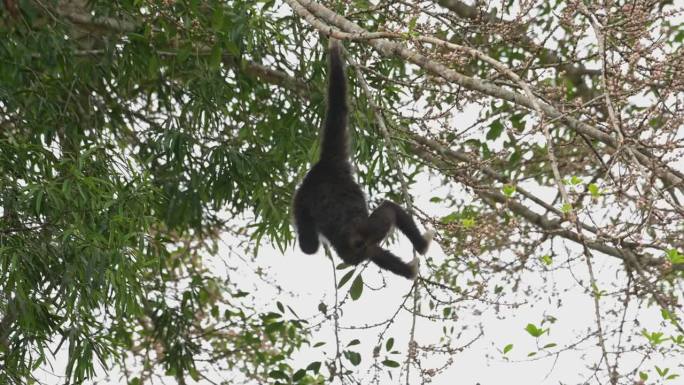泰国白掌长臂猿，当左手伸手去拿水果时，它把右手挂在树上，然后离开左手
