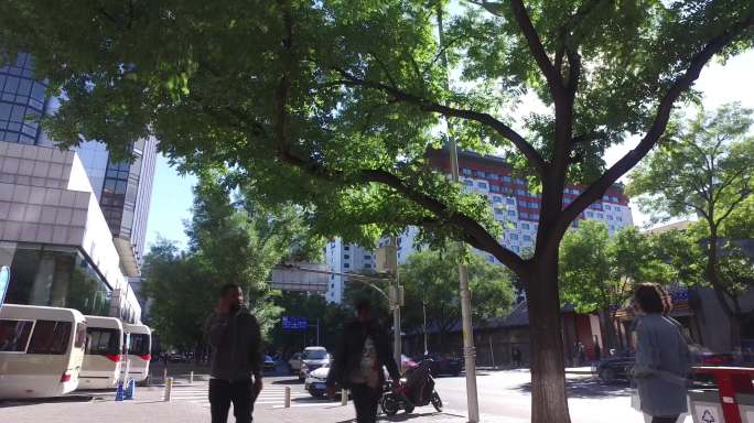 北京街景行人阳光透过树叶早晨过马路忙碌