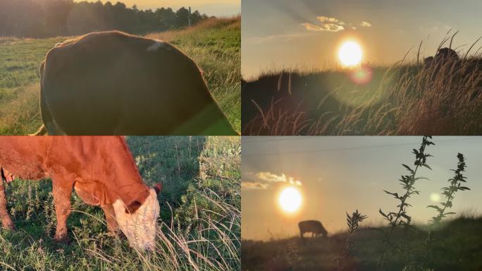 原生态风景高原牧场牛吃草