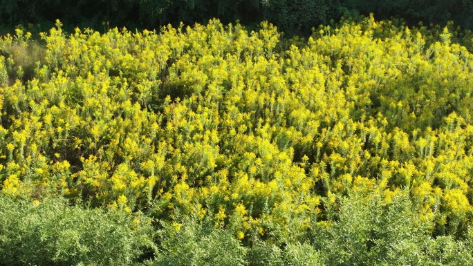 航拍农村荒地大面积加拿大一枝黄花实拍素材