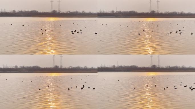 4K夕阳下波光粼粼的湖面鸭子