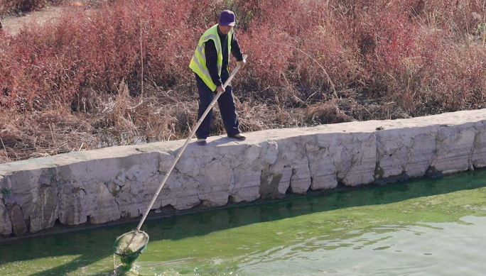 河道清理捞水草工