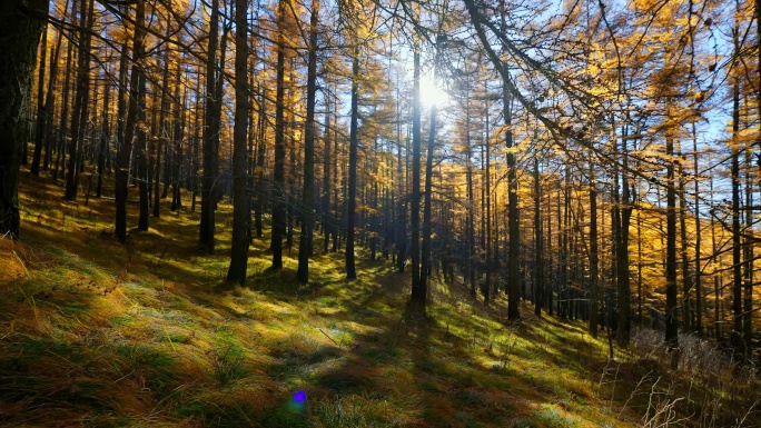 森林树林秋天森林秋景