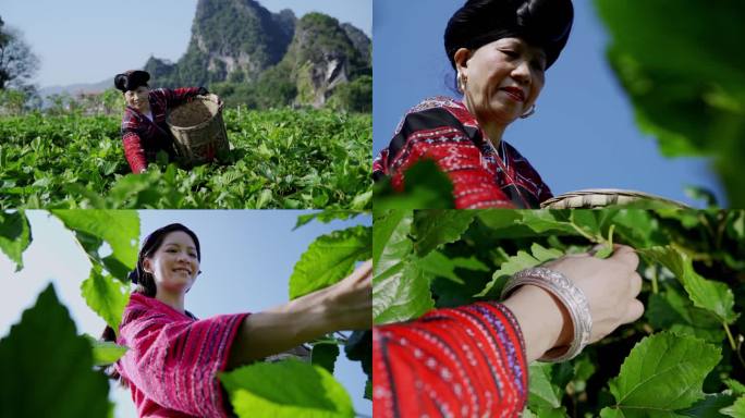 红瑶美女采桑叶