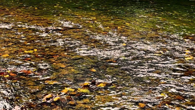 小溪流水树叶黄实拍素材