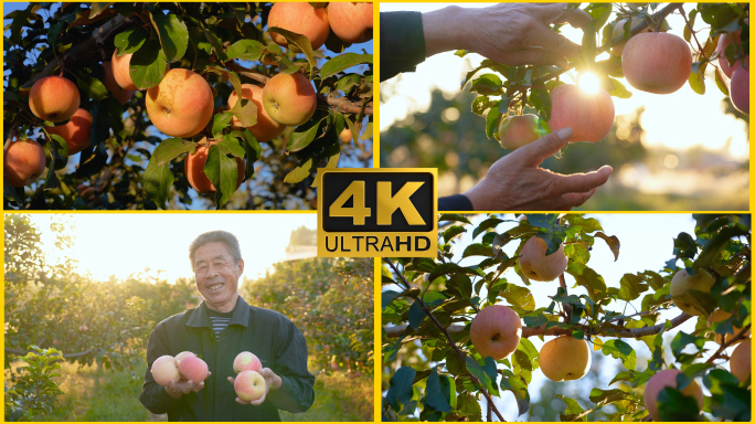 【4K】成熟的苹果挂满枝头