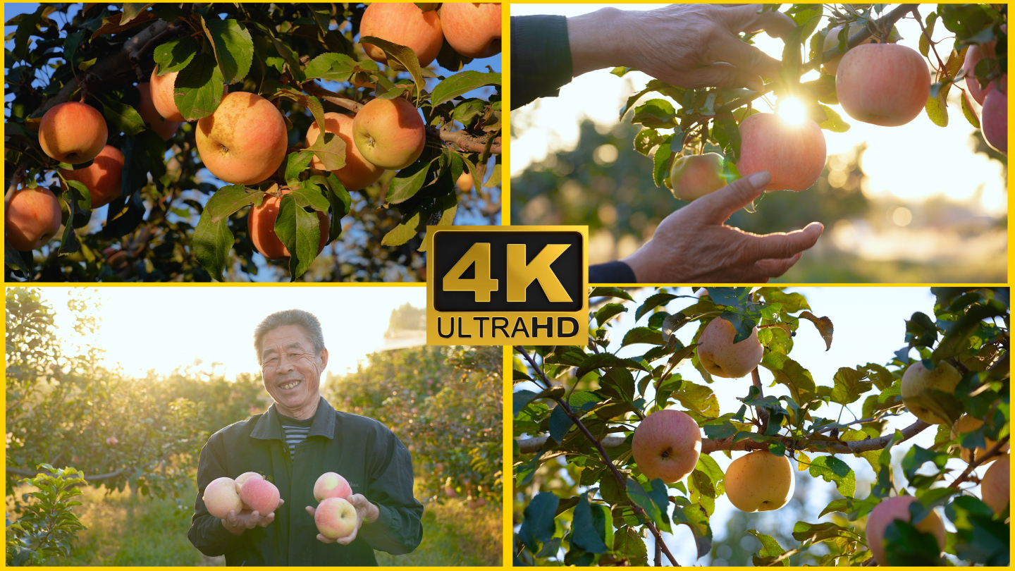 【4K】成熟的苹果挂满枝头