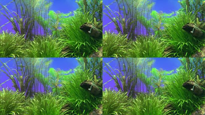 水下绿油油的水草，小鱼在水中自由自在地遨游。
