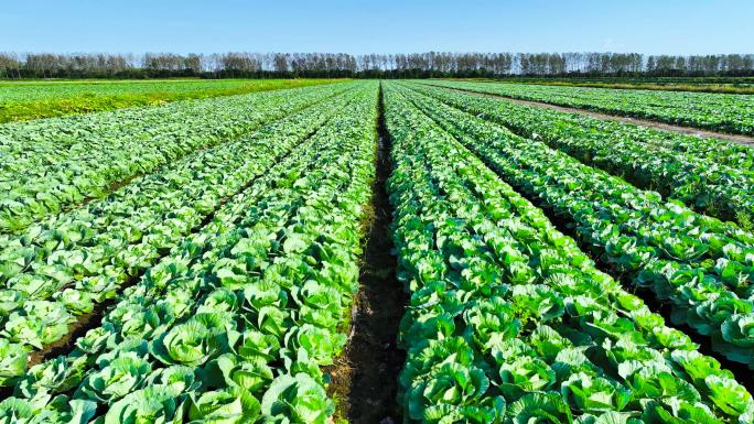 【4分钟】几千亩菜地 美丽乡村 蔬菜基地