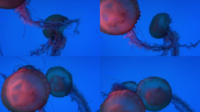 深蓝色的海水里有水母，深海里有水母，水里有很多水母。色彩斑斓的水母。