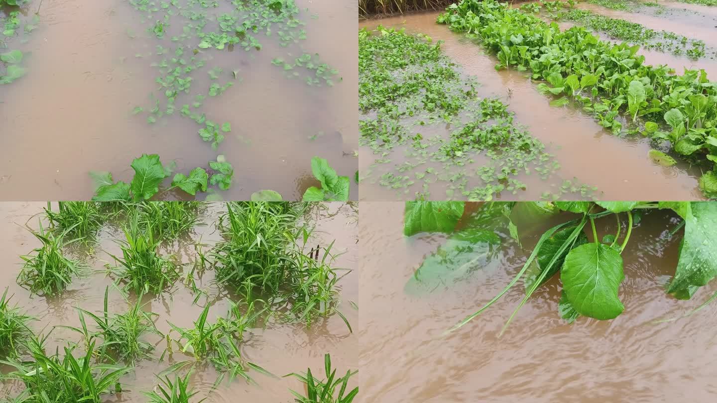 台风过后的稻田洪水灾害洪水淹庄稼青菜地