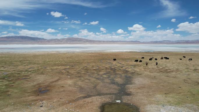 西藏 湖泊 草地 牛羊
