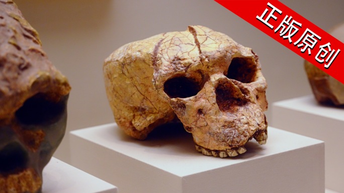 智人 猿人 原始人 头骨 骷髅 化石