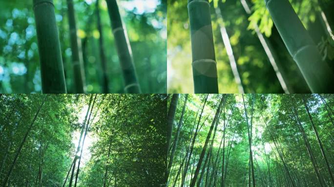唯美竹林光影竹海意境阳光原生态竹叶