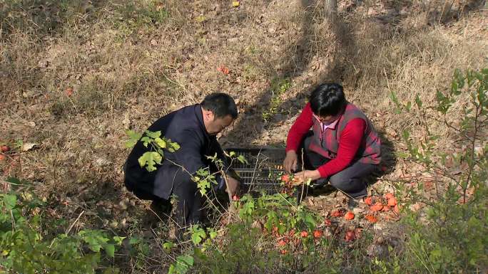 爬树 摘柿子 柿子红了 小山村