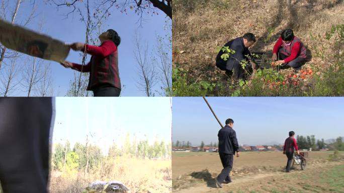 爬树 摘柿子 柿子红了 小山村