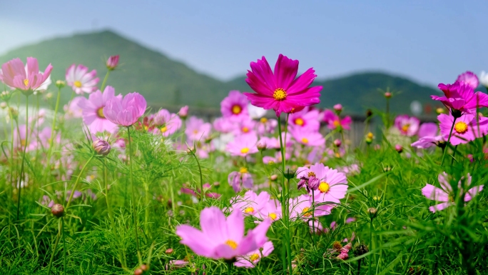 微风中起伏摇曳的波斯菊花海（格桑花）