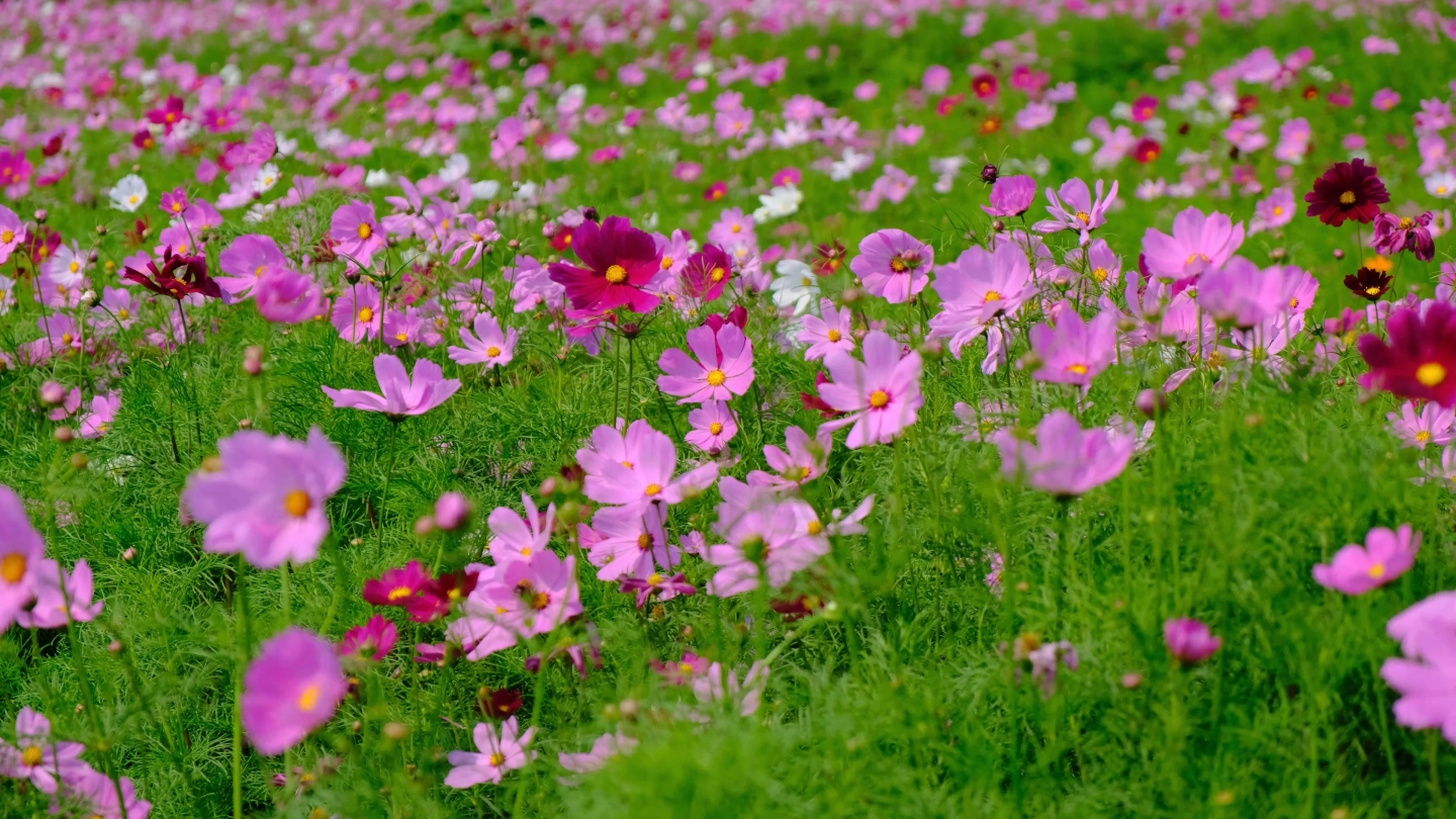 微风中起伏摇曳的波斯菊花海（格桑花）