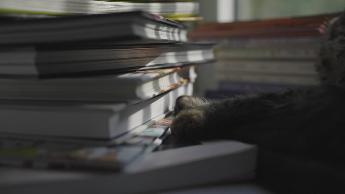 一只猫和书