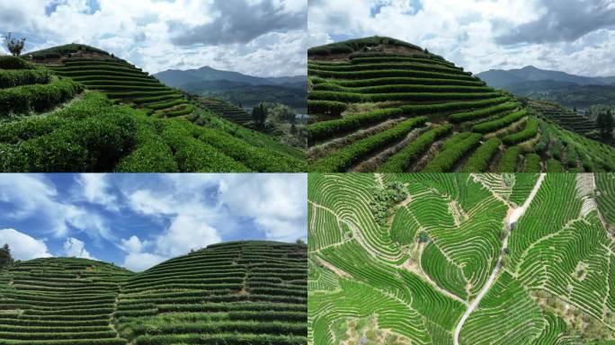 茶山茶园航拍