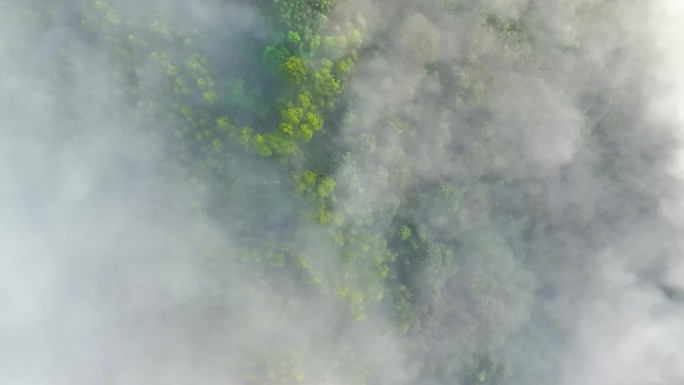 云海中的森林