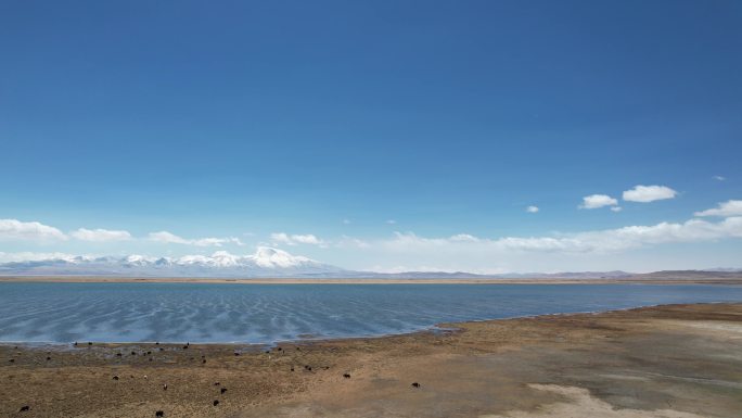 西藏 戈壁 湖泊 航拍 牛羊