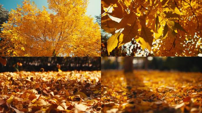 秋天风中大树阳光穿过树叶深秋落叶