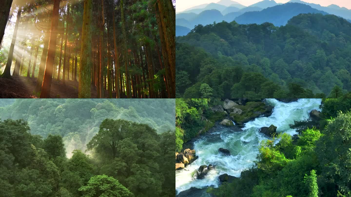 大自然 森林 山水