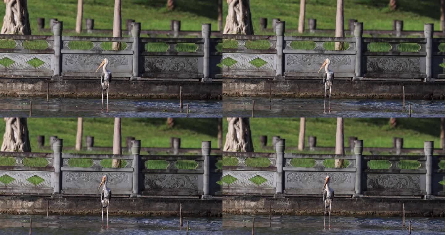 稀奇鸟类彩鹳在湖中平台上的画面_1