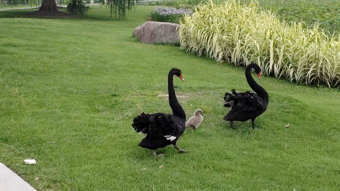 公园里的黑天鹅家庭4k实拍