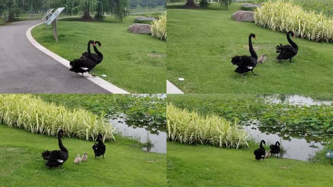 公园里的黑天鹅家庭4k实拍