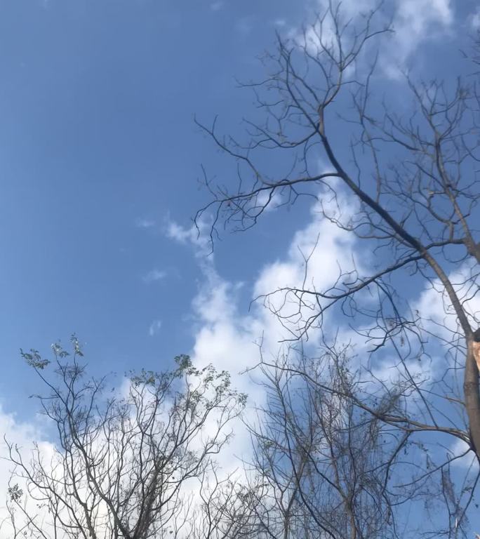 云与树 延时摄影 天空