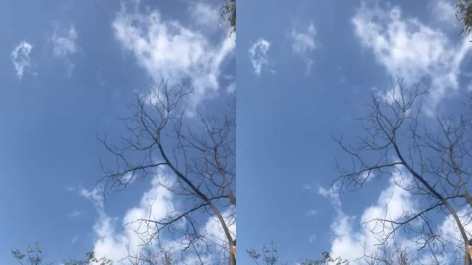 云与树 延时摄影 天空