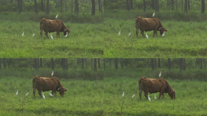 牛和牛背鹭