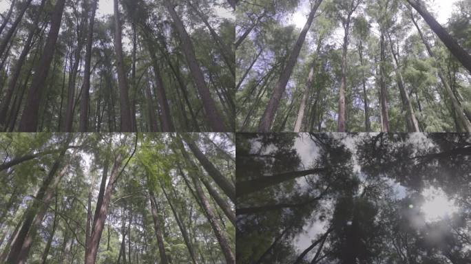 灰度穿过丛林穿越树林森林透过树林的阳光