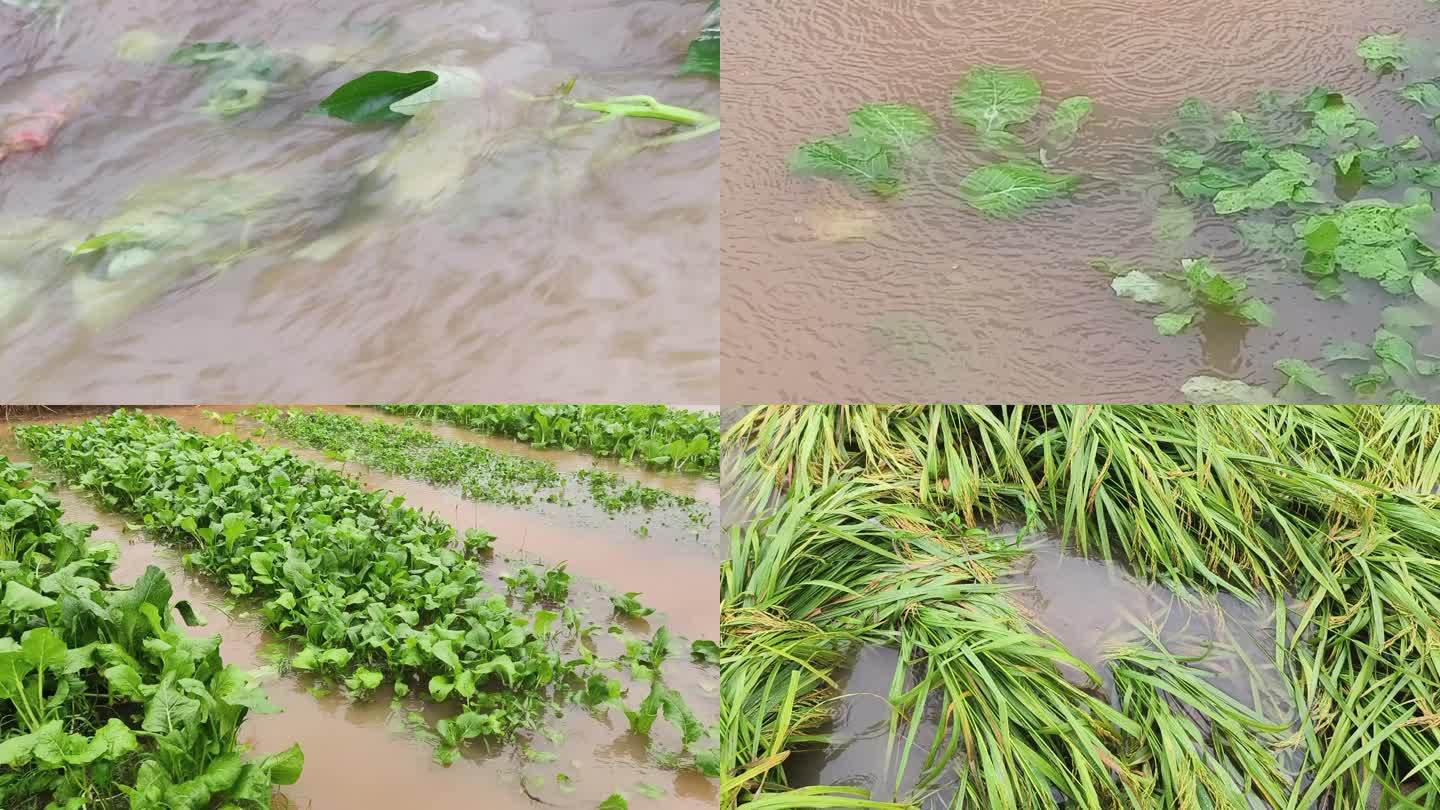 台风过后的稻田洪水灾害洪水淹庄稼青菜地