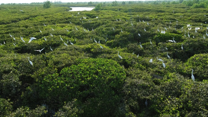 红树林白鹭航拍